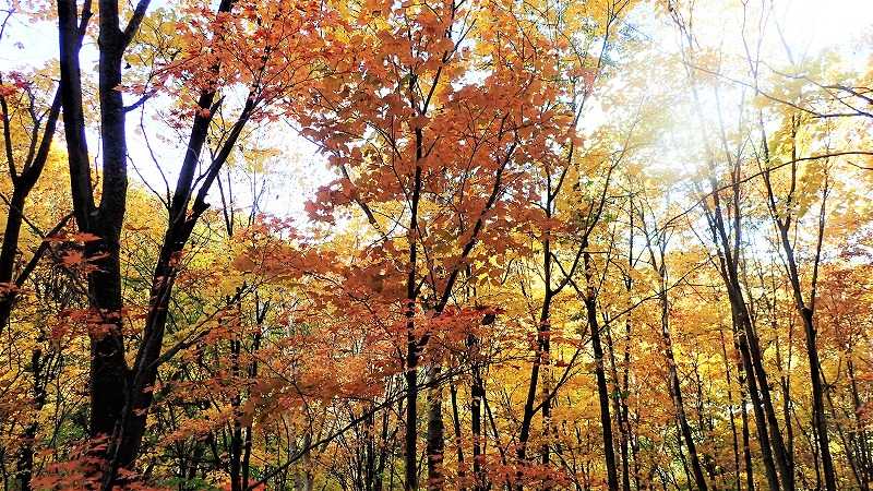10月の山 無意根山 豊羽元山コース 山歩きは好歩 スキップ して四季折々 登山日和のｆｏｏｔｍａｒｋ 楽天ブログ