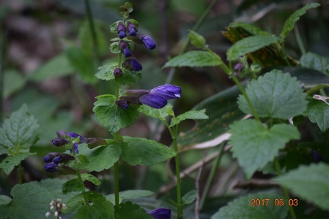 DSC_0052.jpg