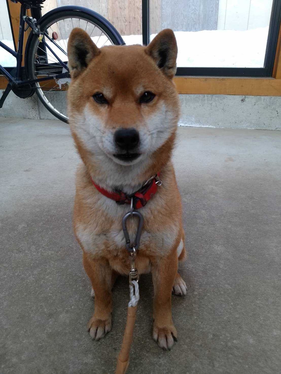 我が家の柴犬 こうなりました 無駄吠え防止に苦慮しています 田舎のおやじのブログ