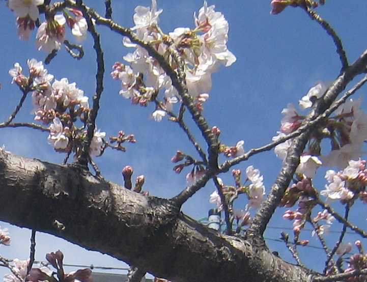 桜さく | sakurahime555のブログ - 楽天ブログ