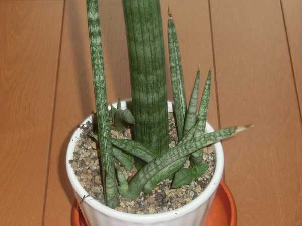 サンセベリア・スタッキーの子株 | 椿に夢中 - 楽天ブログ