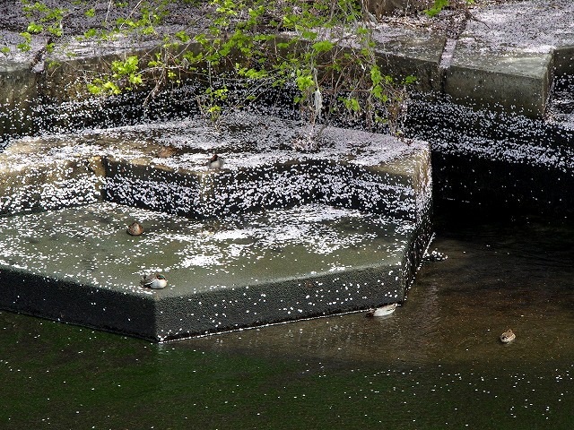 P4080075.jpg