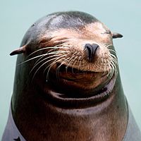 200px-Smile_sealion.jpg