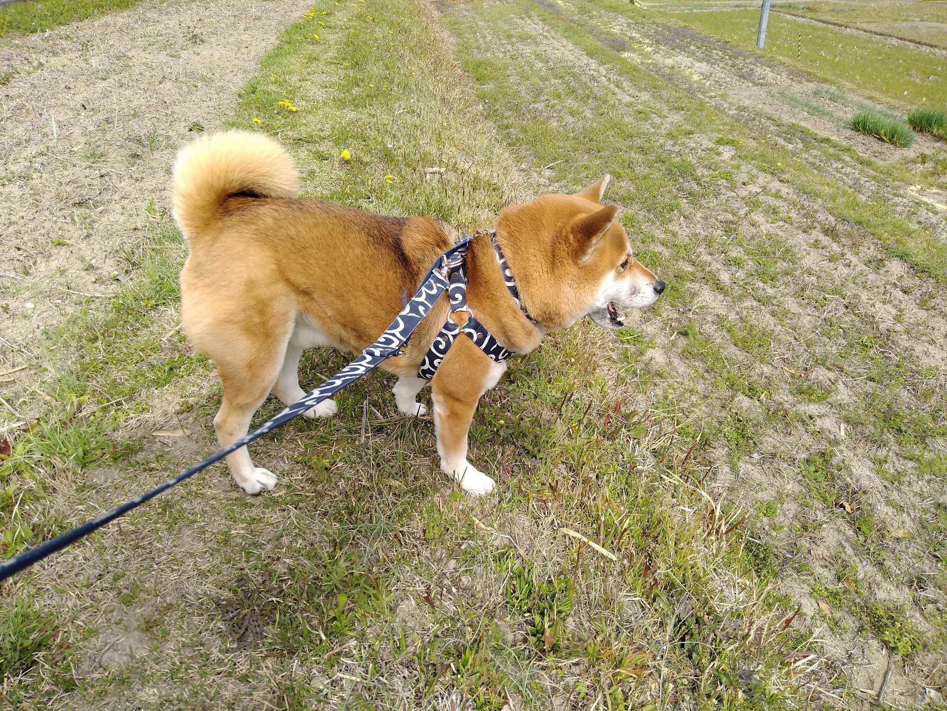 コロンとドライブ3回目 犬ときどき猿 楽天ブログ