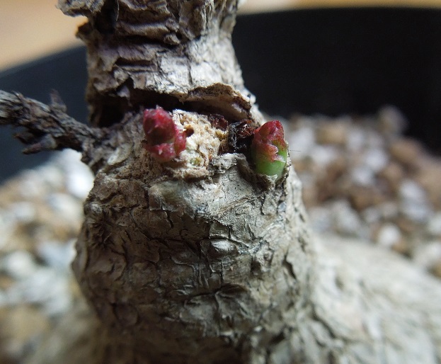 ゴエツィイ5-28-1