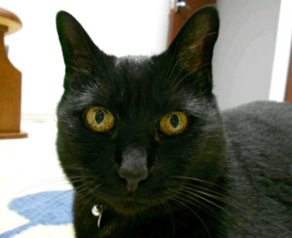 20160704みーこ4-3