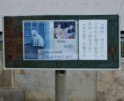 アイヌ民族博物館　お父さん犬　ソフトバンク　北海道犬