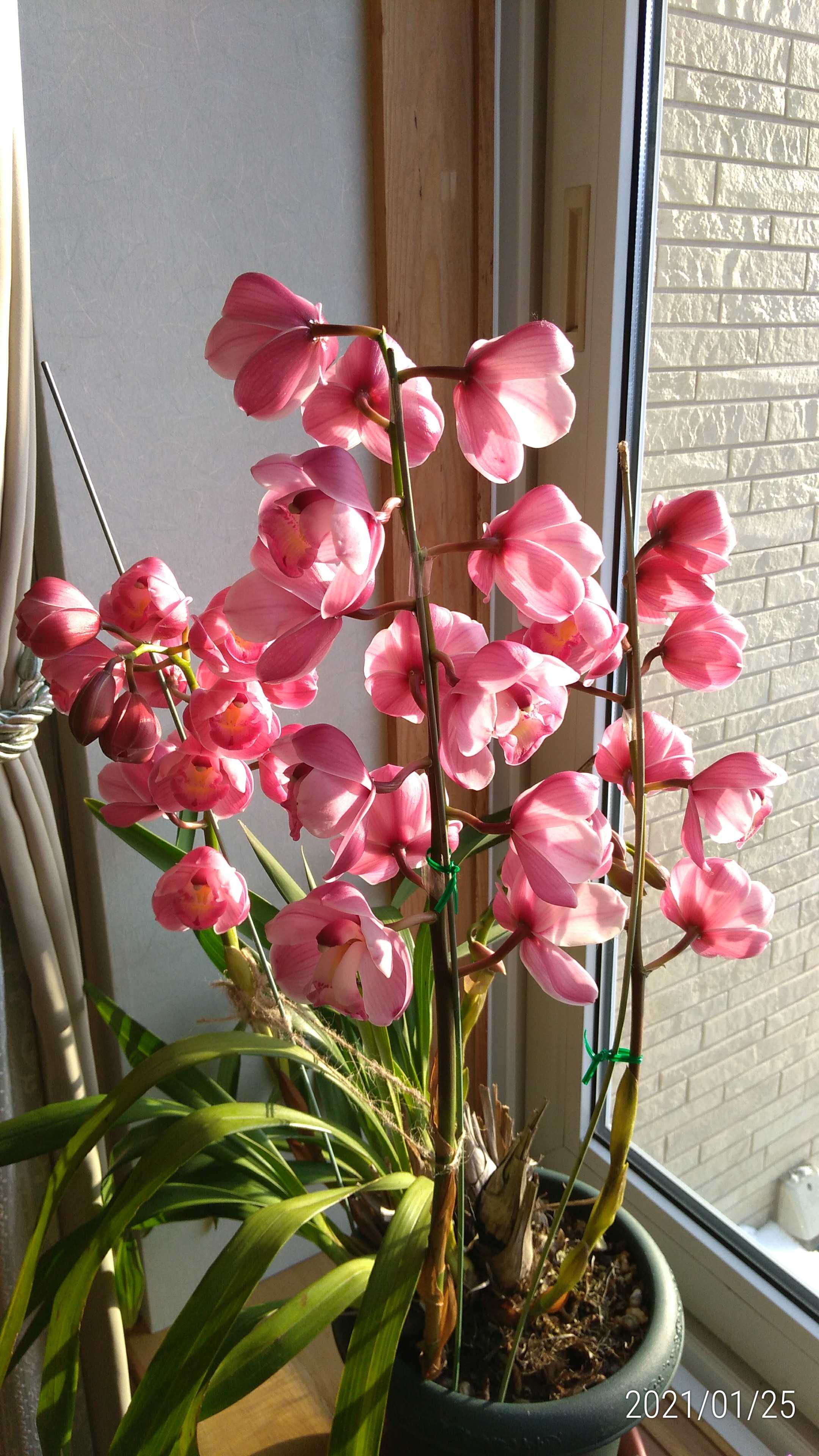 シンビジューム満開 ヒヤシンスの水耕栽培 今年のポインセチア 花に癒されて 楽天ブログ
