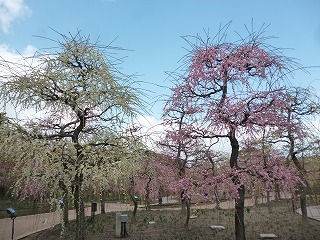 P1310100ss.jpg