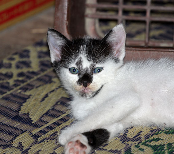 我が家のニャンコ♪2014/07/28-2