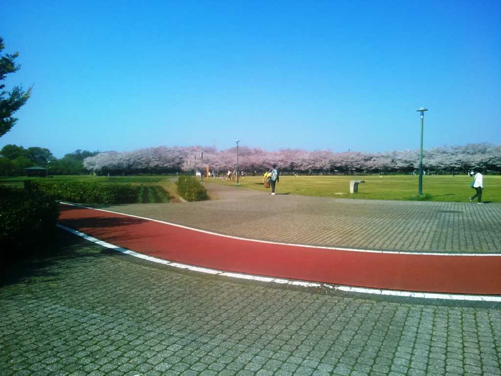 桜 別府沼公園 | 熊谷_西別府 - 楽天ブログ