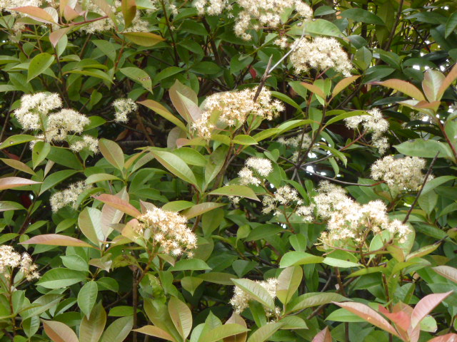 122 紅要黐の花