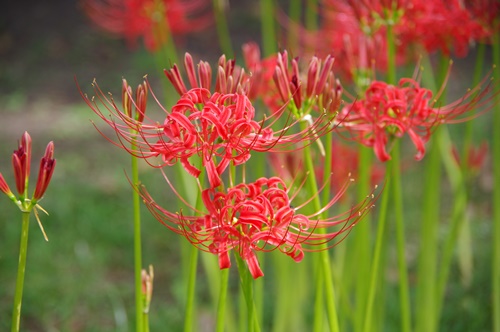 旧芝離宮恩賜庭園の彼岸花