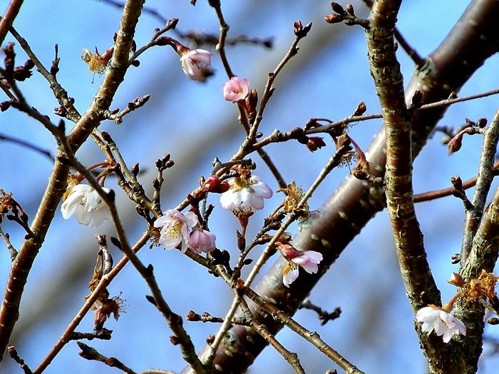 十月桜1