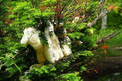 IMG_0190.jpg