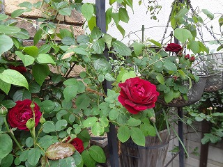 DSC05147.jpg