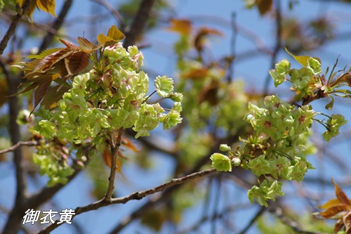 浜離宮恩賜庭園の八重桜