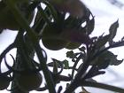 2013年２月９日ミニキャロル