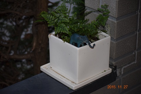 DSC_0026.JPG