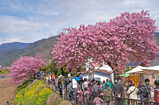 桜３