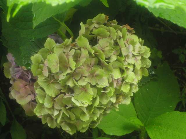 CIMG6624_R.JPG