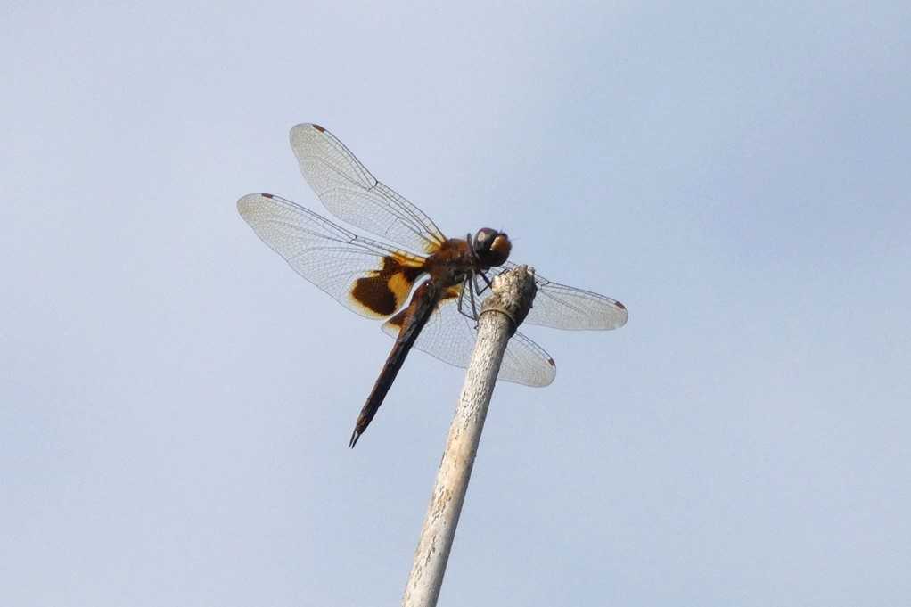 515