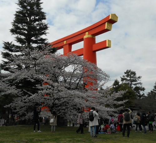 2016‐4　平安神宮大鳥居と桜.jpg