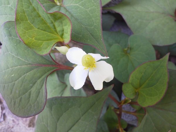 どくだみの花.jpg