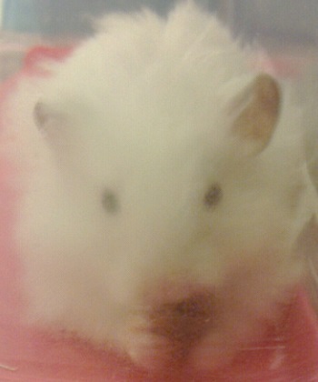 ハムスターのプー　餌を食べる