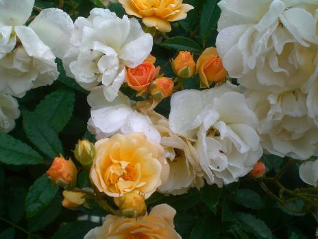 ギスレーヌドゥフェリゴンド