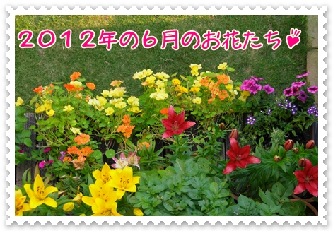 ２０１２年６月蘭々ガーデンのお花.JPG