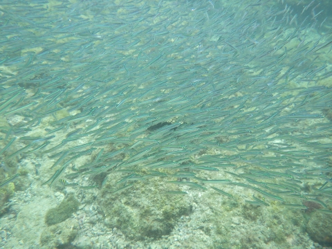 串本磯採集2016年7月下旬3　シュノーケリング　魚の群れ