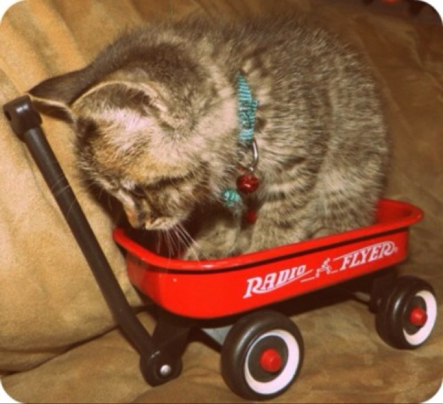 子猫が乗っかったラジオフライヤー