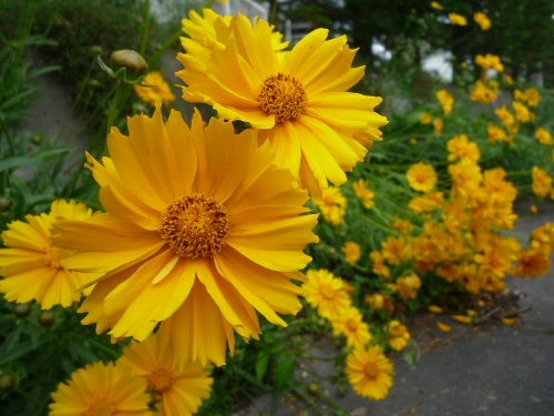 P1150241 (500x375).jpg