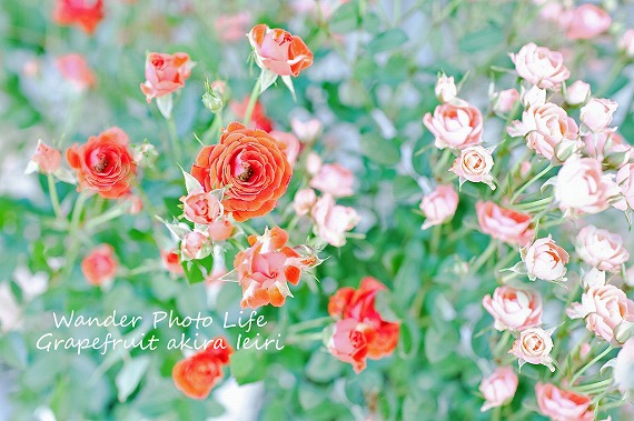 IMG_7341のコピー.jpg
