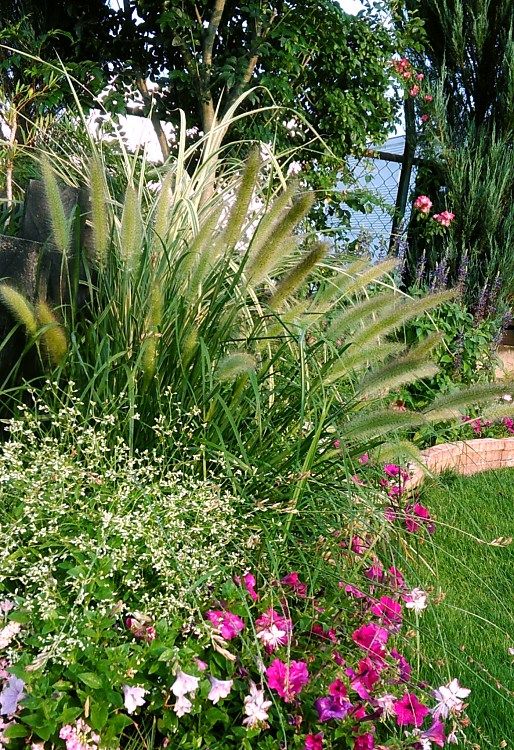 大きなネコジャラシ系のグラス Miraiの庭 つれづれに 楽天ブログ