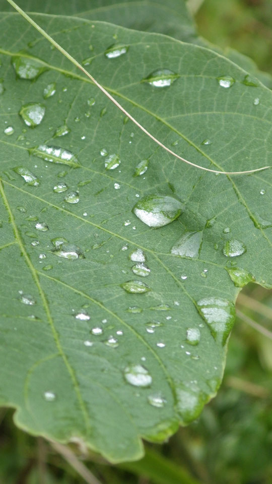 雨の後2.jpg