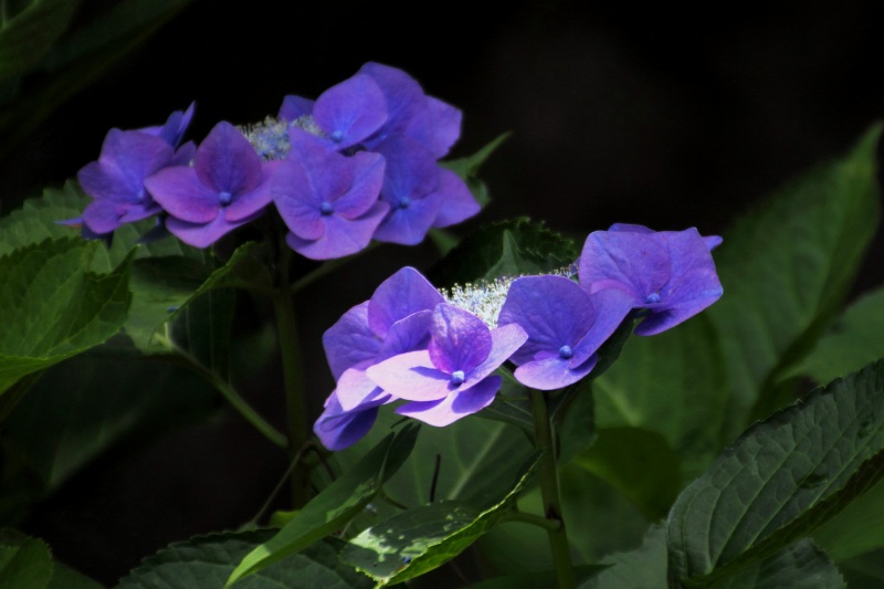 中千本公園の紫陽花_03.jpg
