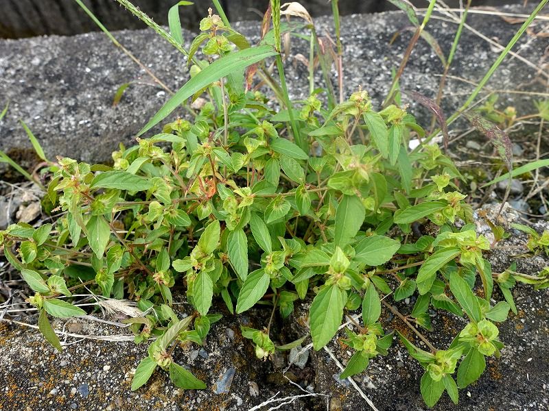 10月3日 今日の一花 その３ エノキグサ 榎草 Gazengamaのブログ 散歩中に出合った花と趣味の陶芸作品 楽天ブログ