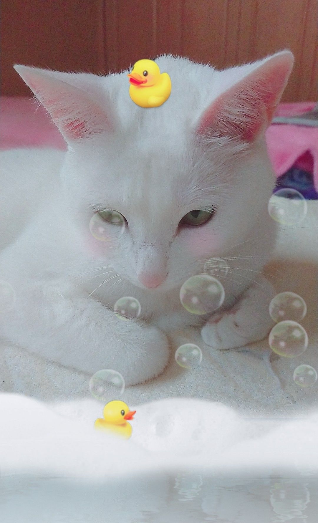 スマホのカメラ | 色々な日々 - 楽天ブログ