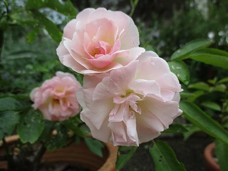 IMG_5376ss.jpg