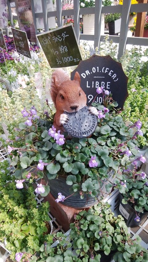 面白い話 刺激的な春の園芸店はしご ピーチヒルの薔薇日記 楽天ブログ
