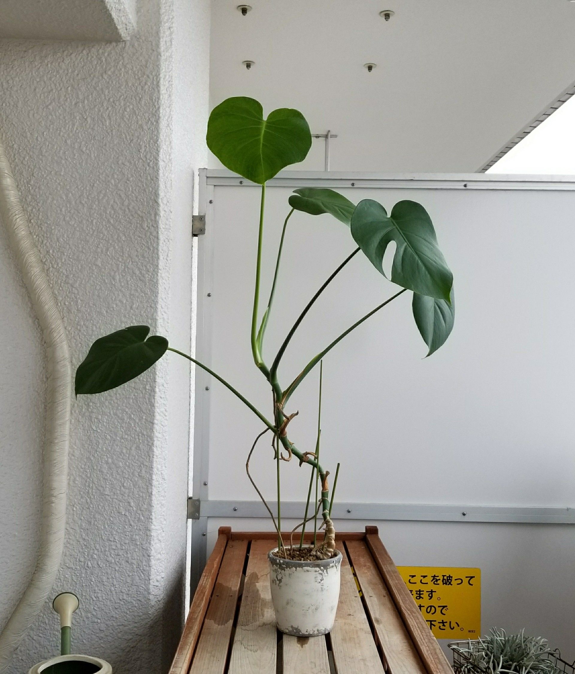 パキラ植え替え モンステラ切断 デルオの多肉日記 楽天ブログ