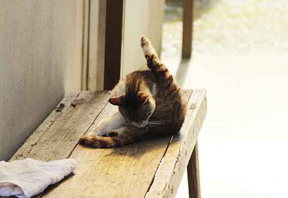 我が家のニャンコ♪2016/5/12-2