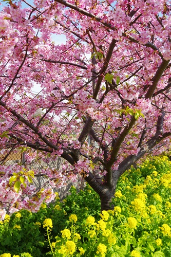 三浦海岸の河津桜