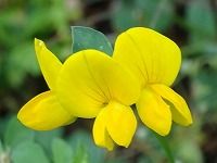 ４月２９日の誕生花 ミヤコグサ 都草 の花言葉 また会う日まで 明るく可憐な黄色い花の きまぐれな心 弥生おばさんのガーデニングノート 花と緑の365日 楽天ブログ