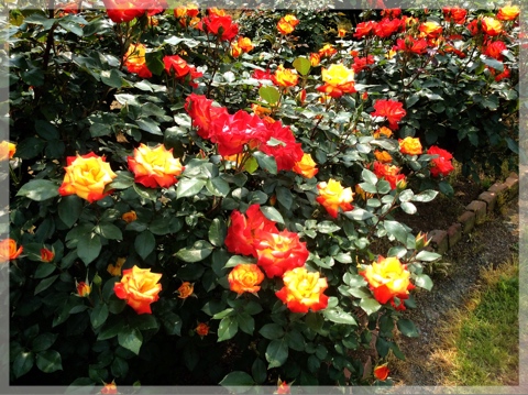 バラ・フラワーセンター大船植物園