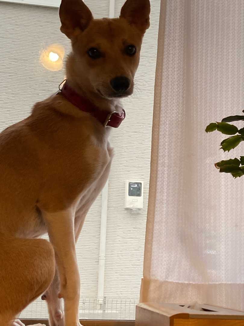 保護犬生活 もうすぐ5ヶ月 避妊手術の抜糸終了 神奈川県秦野市に移住しました 楽天ブログ