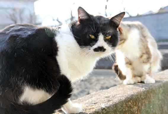 我が家のニャンコ♪2013/3/7-3