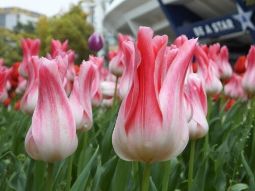 横浜公園のチューリップ